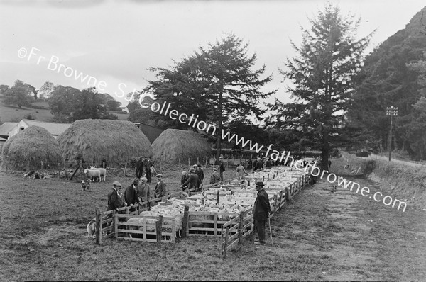 SHEEP DIPPING